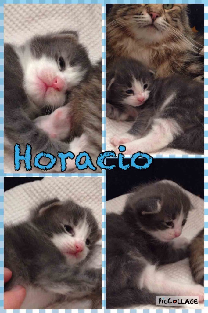 Horacio-2w